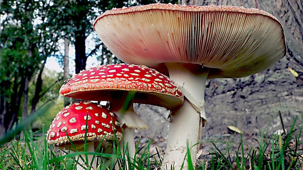 Effects of Amanita Muscaria