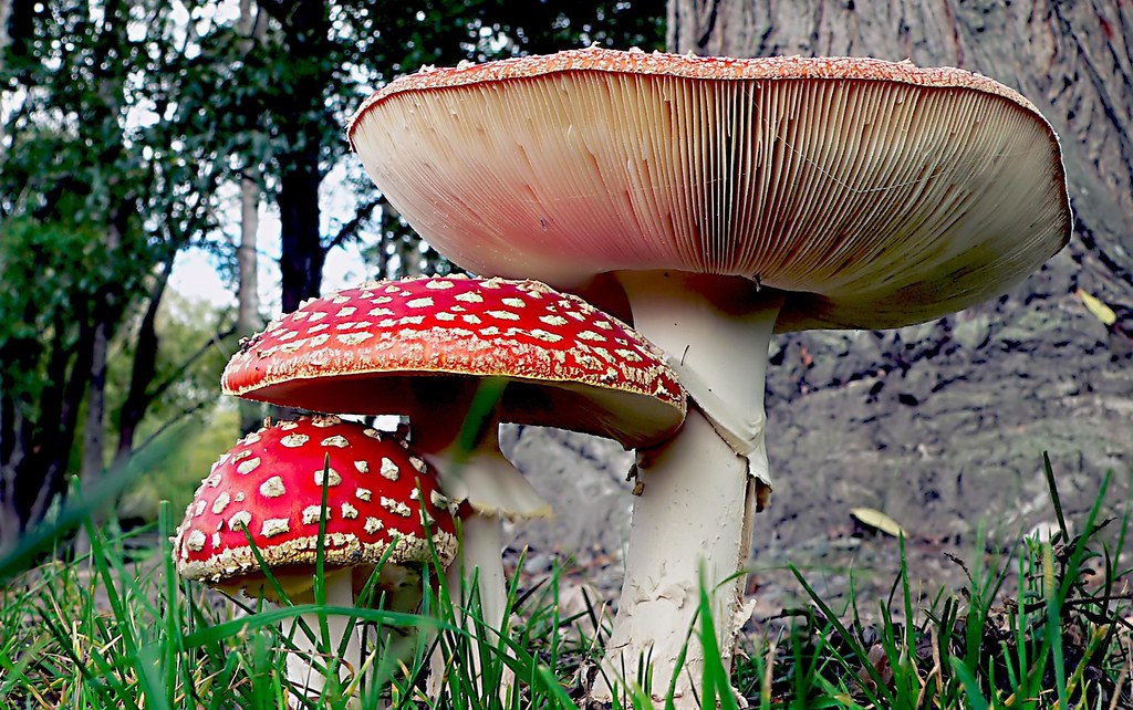 Effects of Amanita Muscaria