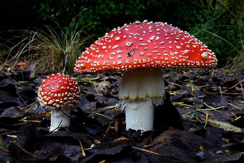 Effects of Amanita Muscaria